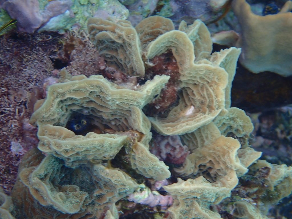 Lettuce Coral reference