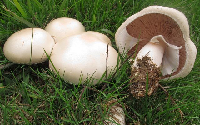 Horse Mushroom reference