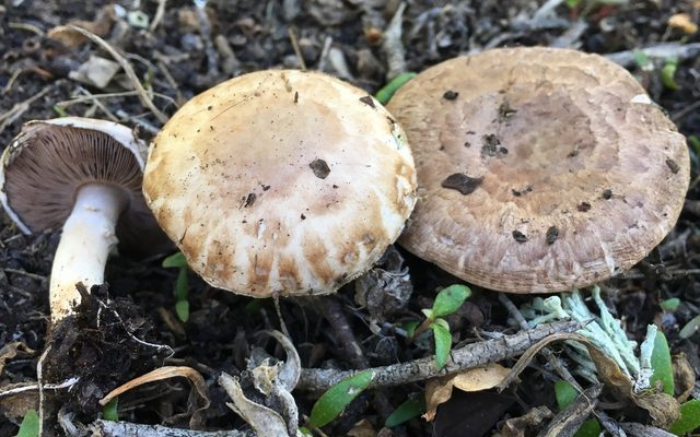 Button Mushroom reference