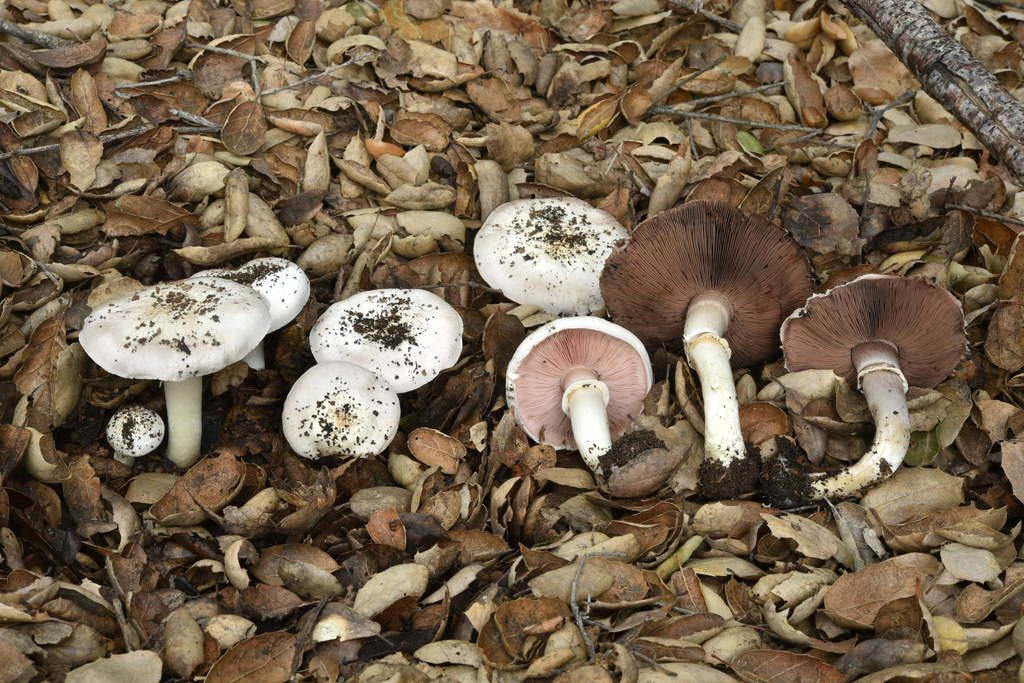 California Agaricus reference