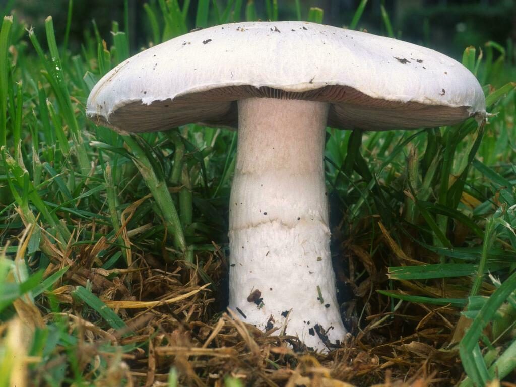 Agaricus campestris reference