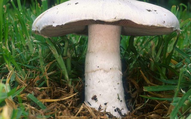Field Mushroom reference
