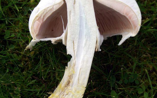 Yellow Stainer reference