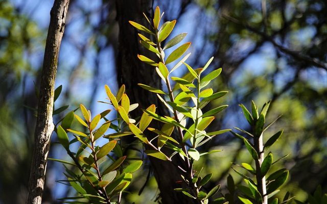 New Zealand Kauri reference