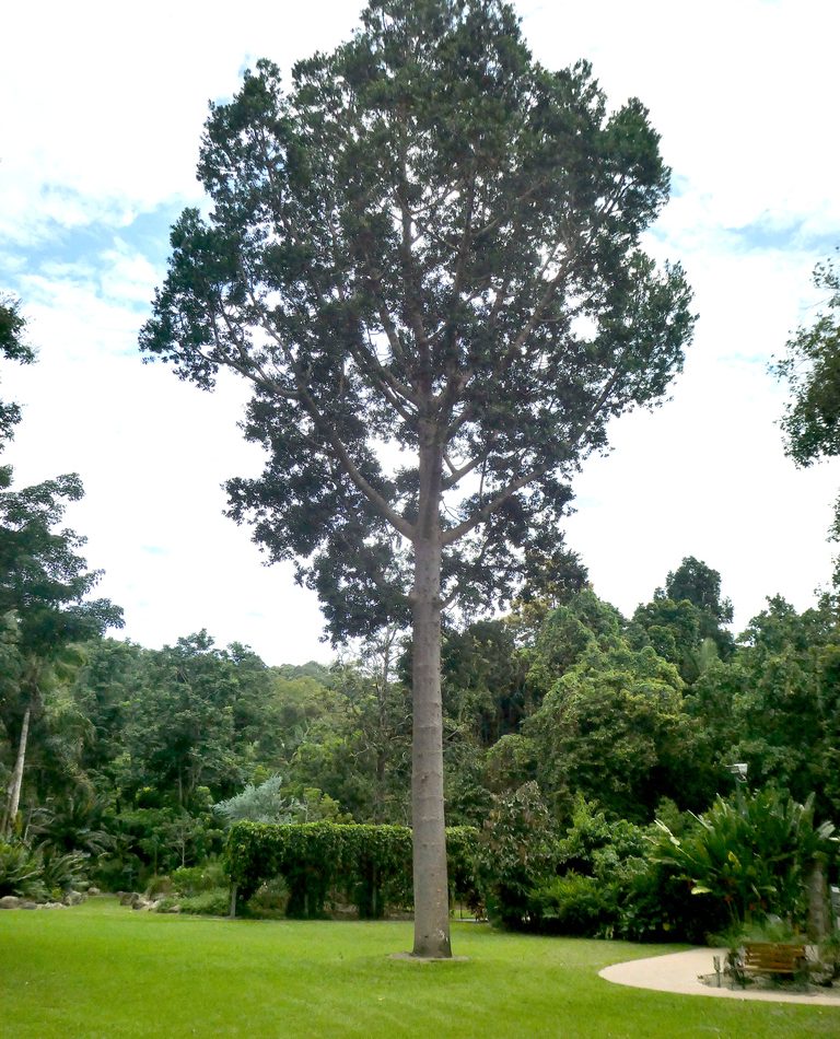 Queensland Kauri Pine reference