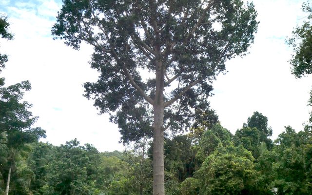 Queensland Kauri reference