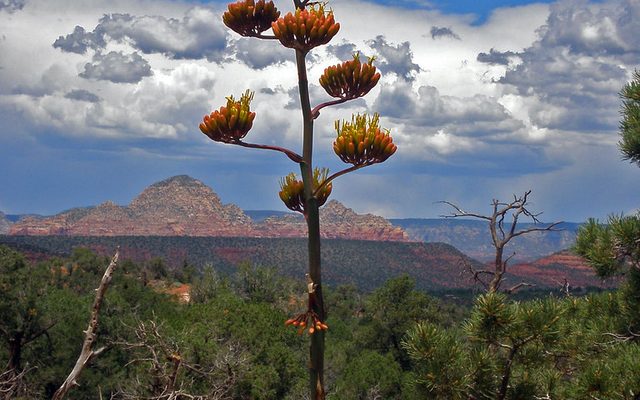 Century Plant reference
