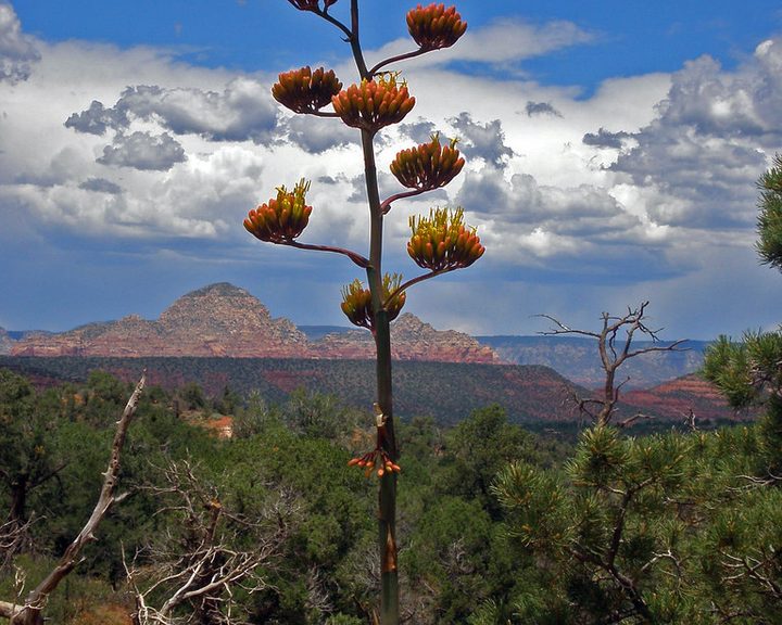 Agave americana