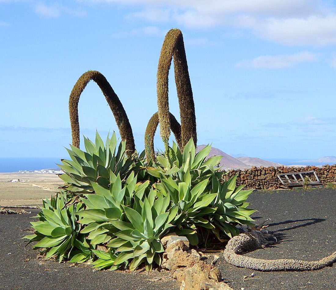 Foxtail Agave reference