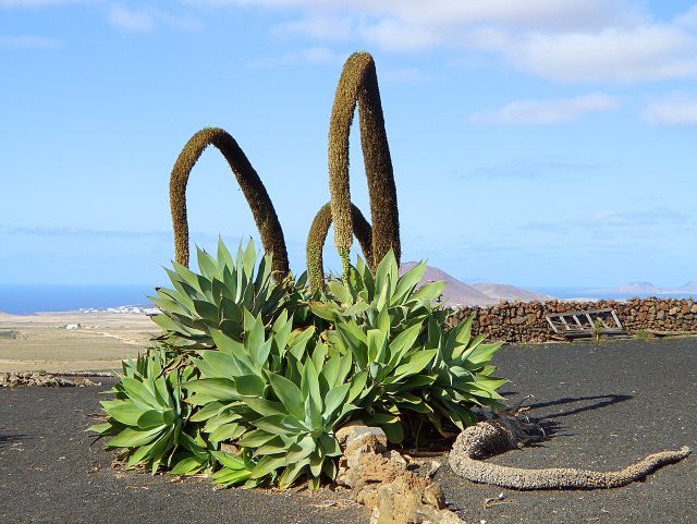 Foxtail Agave reference