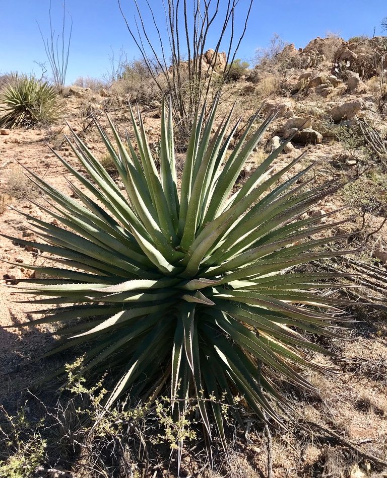 Palmer's Agave reference