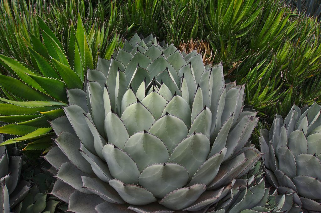 Parry's Agave reference