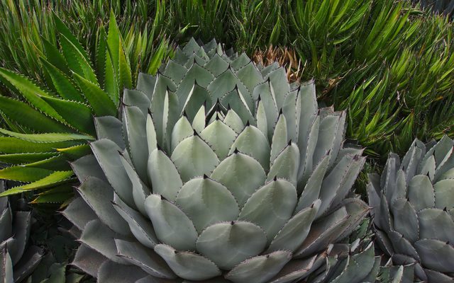 Parry's Agave reference