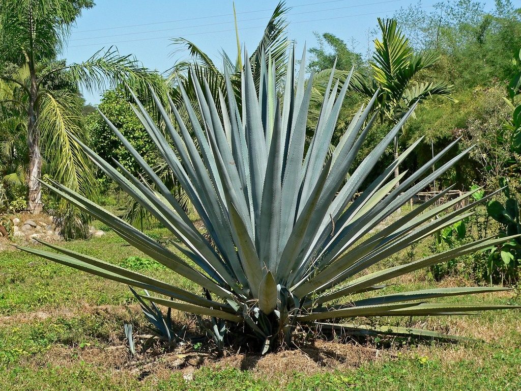 Blue Agave reference