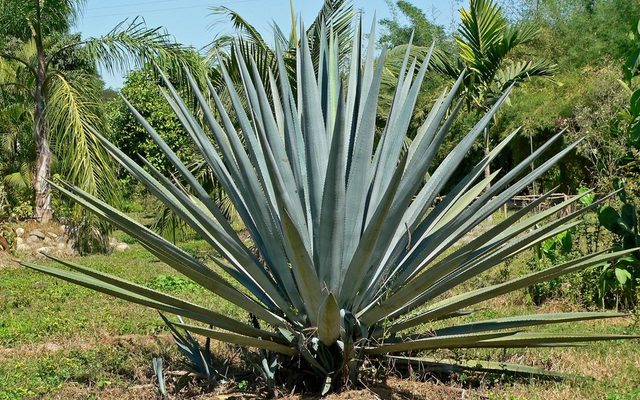 Blue Agave reference