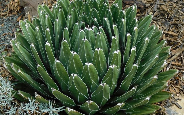 Queen Victoria Agave reference