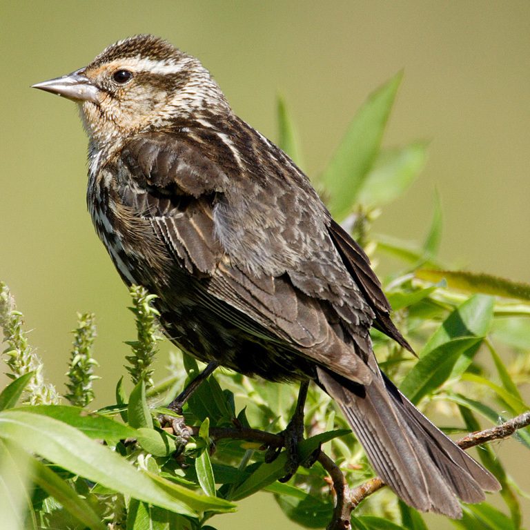 Red-winged Blackbird reference