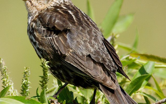 Red-winged Blackbird reference
