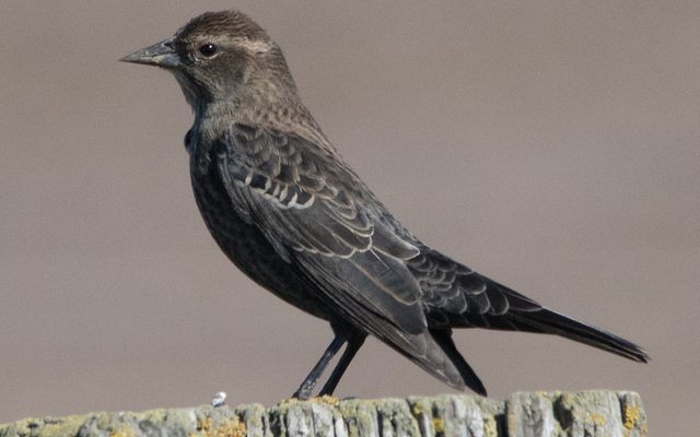 Tricolored Blackbird reference