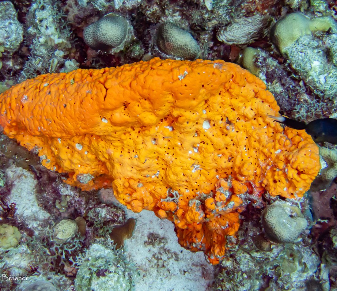 Orange Elephant Ear Sponge reference