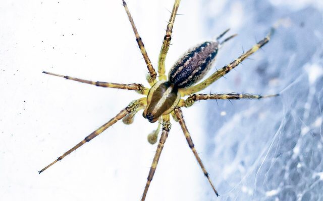 Pennsylvania Grass Spider reference