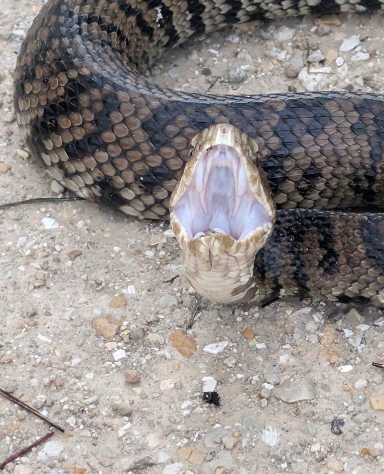 Florida Cottonmouth reference