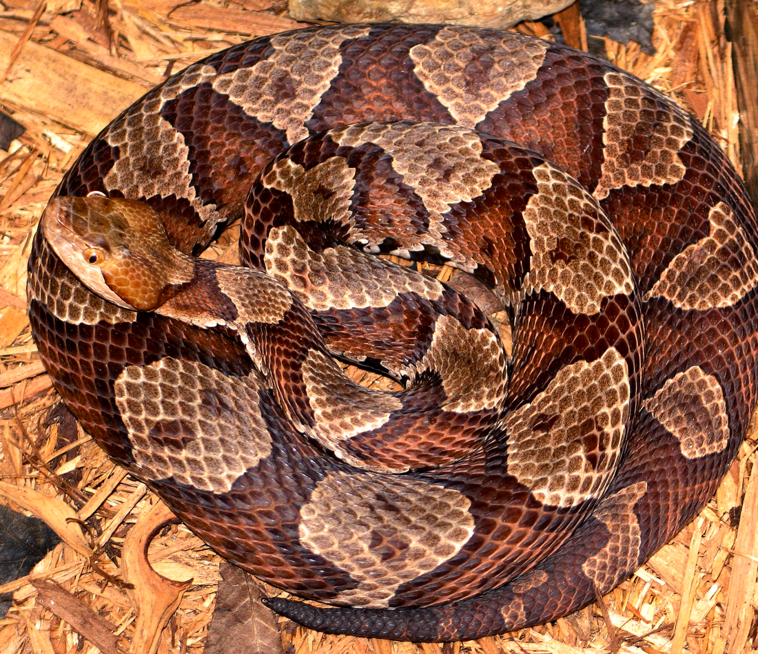 Agkistrodon contortrix mokasen reference