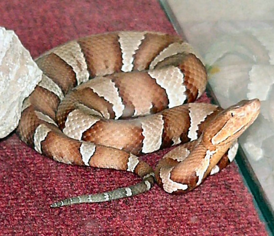 Broad-banded Copperhead reference