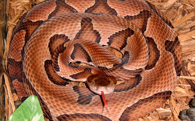 Eastern Copperhead reference