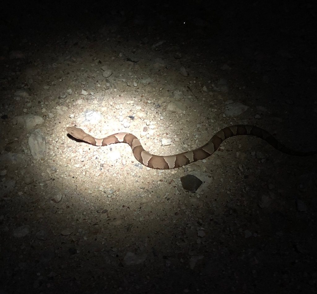 Broad-banded Copperhead reference
