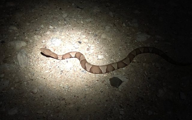 Broad-banded Copperhead reference