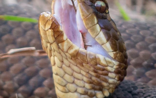 Cottonmouth reference