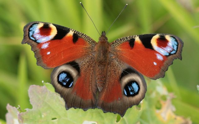 Peacock Butterfly reference
