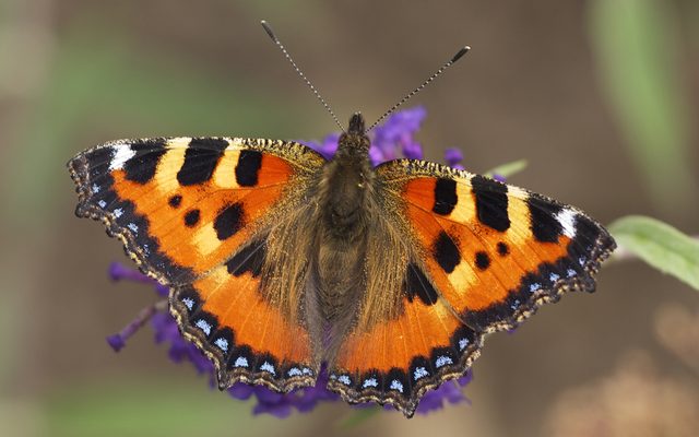 Small Tortoiseshell reference