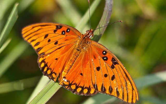 Gulf Fritillary reference