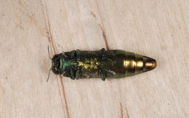 Emerald Ash Borer reference