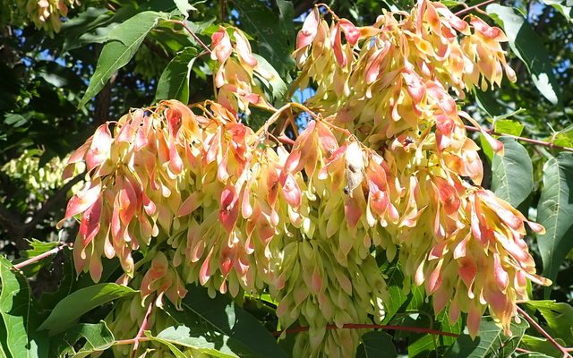 Tree of Heaven reference