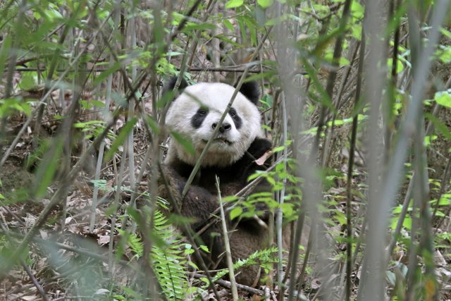 Giant Panda reference