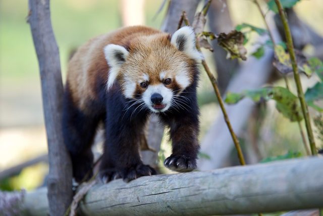 Red Panda reference