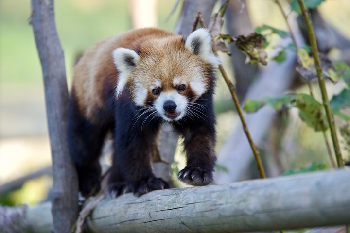 Ailurus fulgens