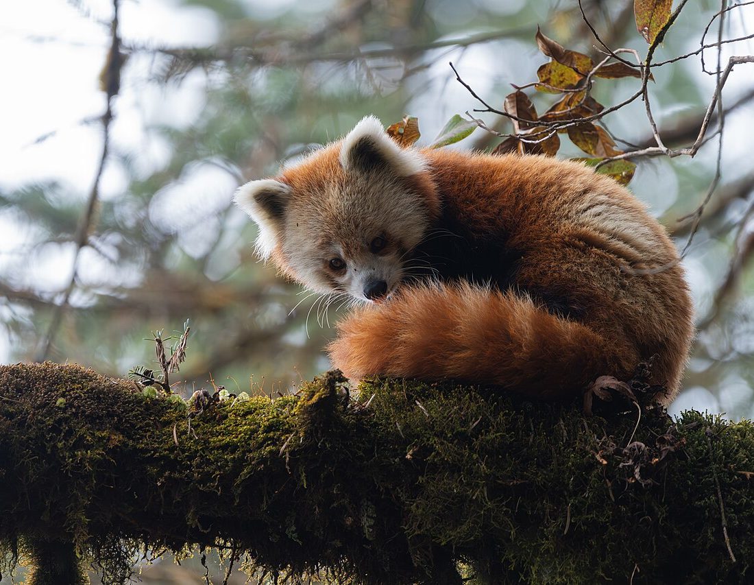 Chinese Red Panda reference
