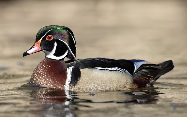 Wood Duck reference