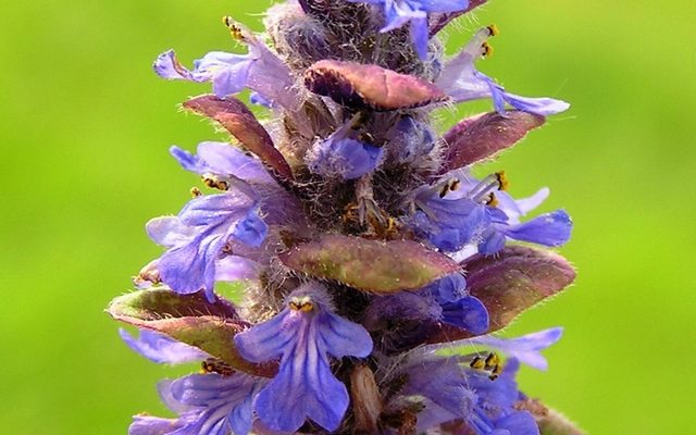 Bugleweed reference