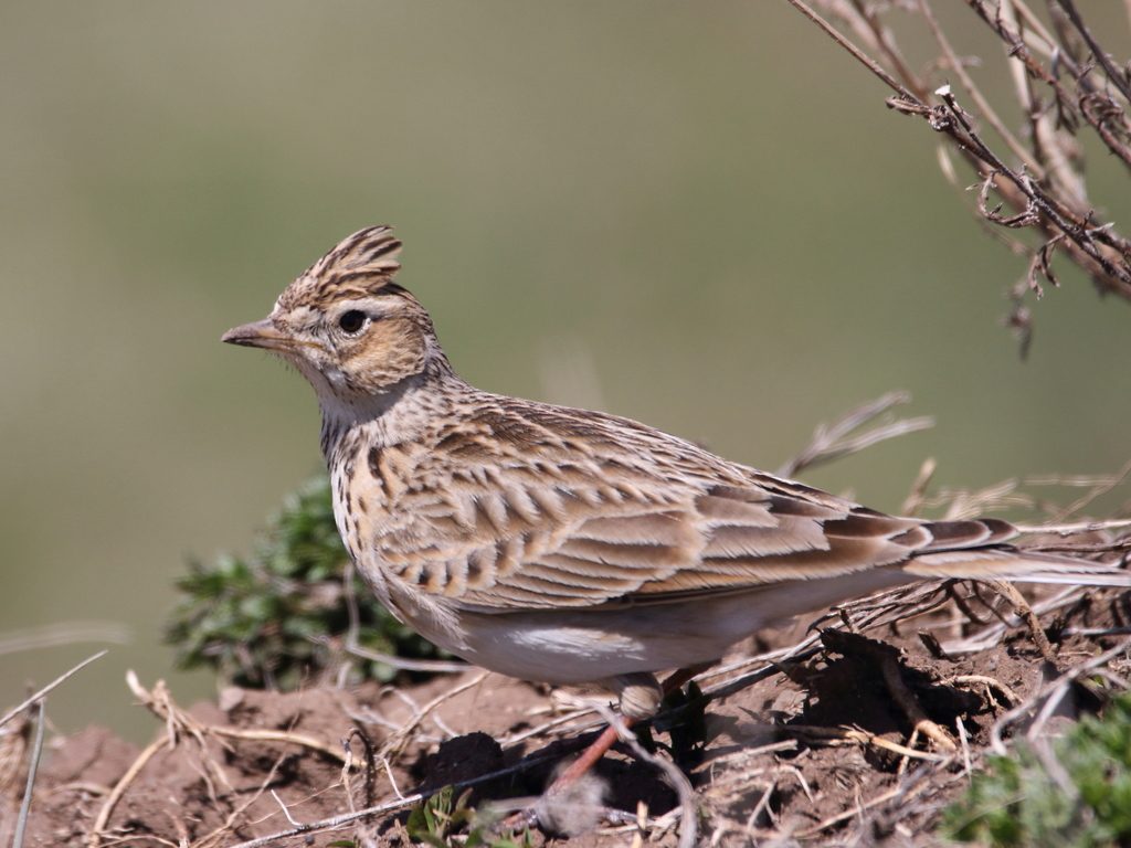 Eurasian Skylark reference