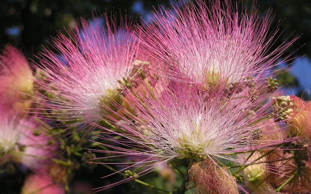 Persian Silk Tree reference