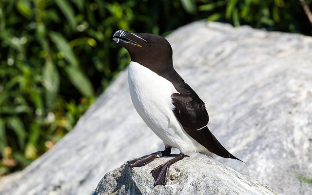 Razorbill reference