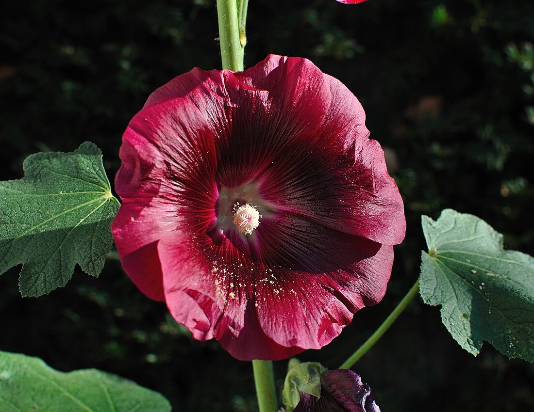 Hollyhock reference