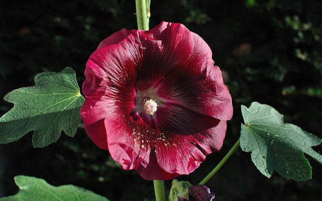 Common Hollyhock reference