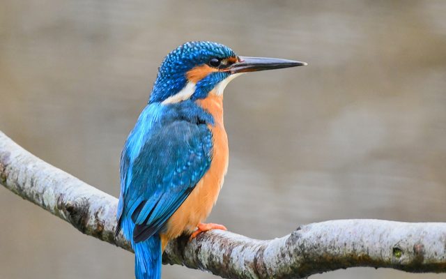 Common Kingfisher reference