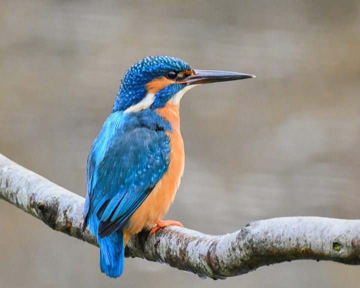 Common Kingfisher